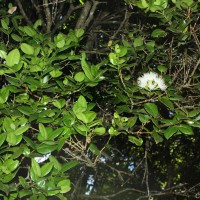 Syzygium fergusonii (Trimen) Gamble